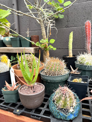 Aloe dawei × Aloe ngobitensis