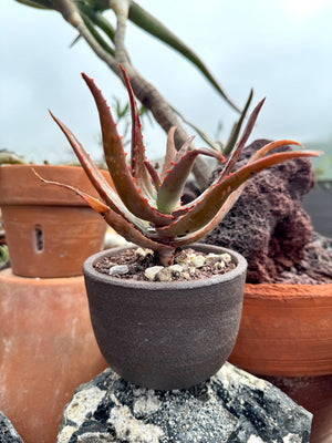Aloe divaricata hybrids