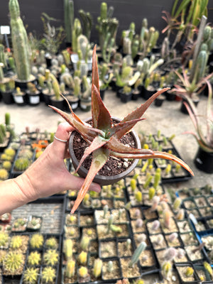 Aloe divaricata hybrids