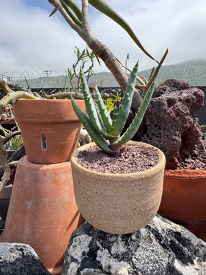 Aloe rupestris × Aloe excelsa