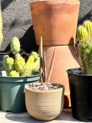 Aloe suzannae