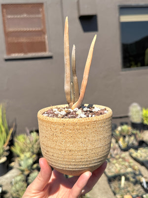 Aloe suzannae