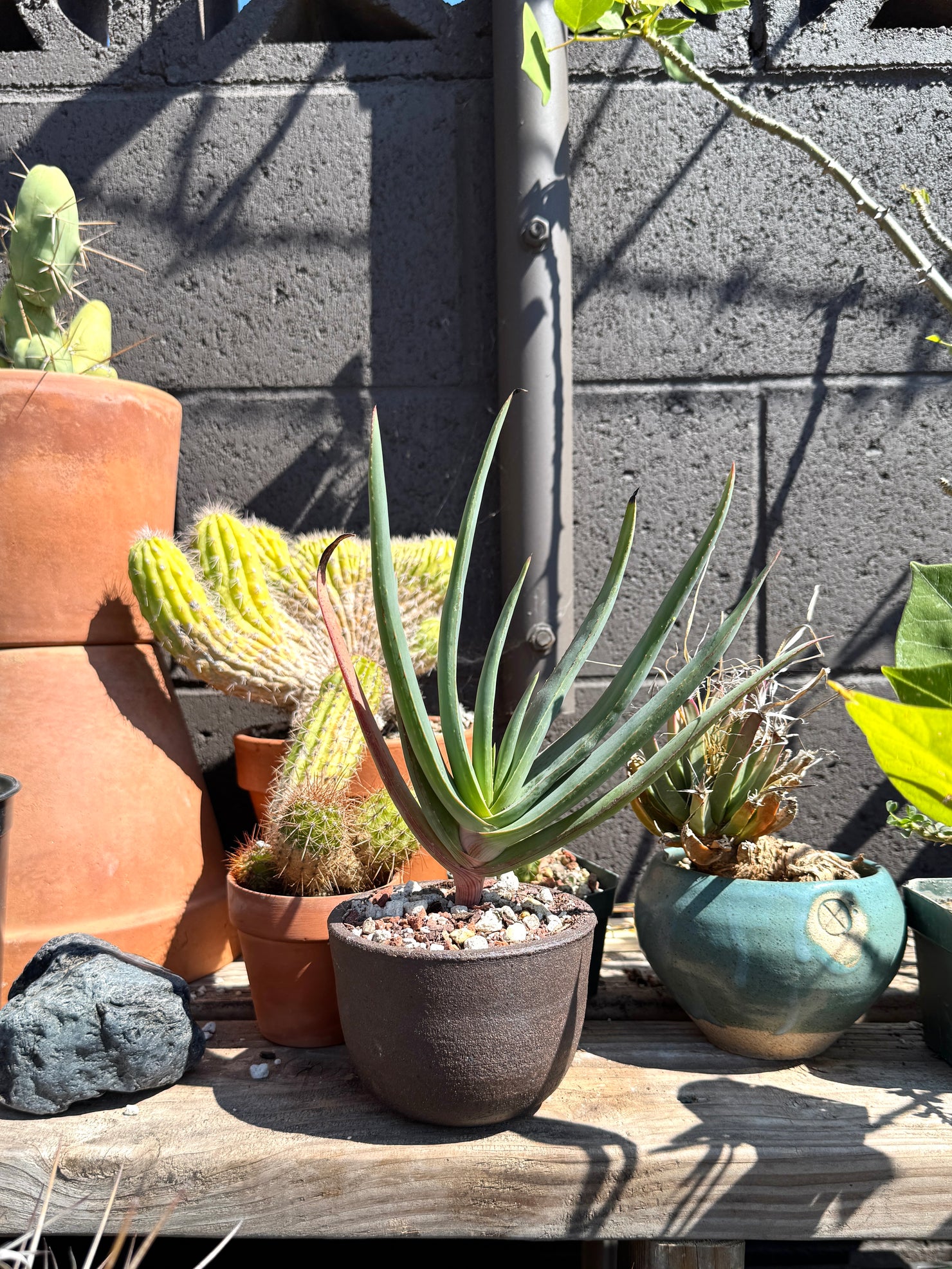 Kumara plicatilis × Aloe speciosa