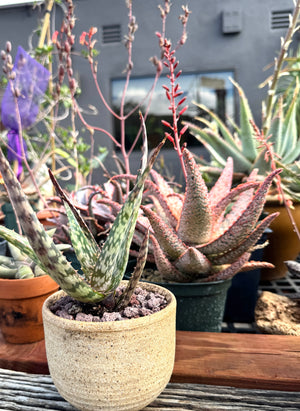 Aloe labworana hybrids