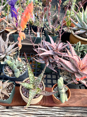 Aloe labworana hybrids