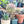 Agave Blue Glow (Agave attenuata x Agave ocahui)