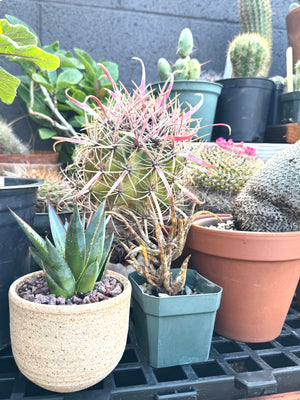 Agave Blue Glow (Agave attenuata x Agave ocahui)