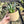 Agave Blue Glow (Agave attenuata x Agave ocahui)