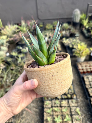 Agave Blue Glow (Agave attenuata x Agave ocahui)