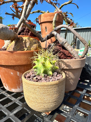 Ferocactus (F. echidne x glaucescens)