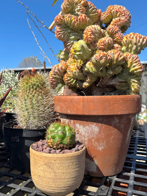 Matucana grandiflora