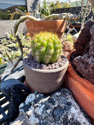 Matucana grandiflora x Oreocereus dolzeanus