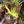 Agave ellemeetiana