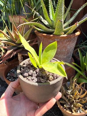 Agave ellemeetiana