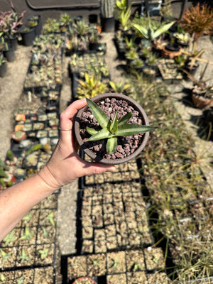 Agave ghiesbreghtii
