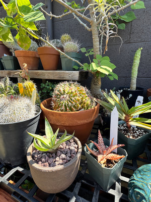Agave ghiesbreghtii