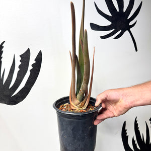 Aloe suzannae rare collector plant in nursery pot, Ventura-grown tree aloe available at Arch Rock Aloes.