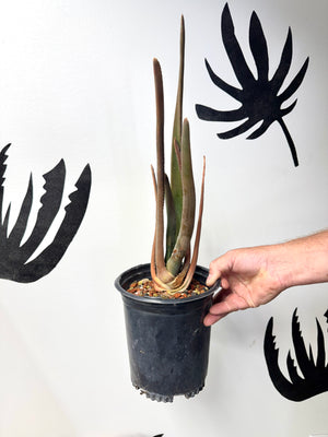 Aloe suzannae rare collector plant in nursery pot, Ventura-grown tree aloe available at Arch Rock Aloes.