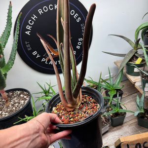 Close-up of Aloe suzannae foliage – thick upright leaves, rare tree aloe grown in Ventura.