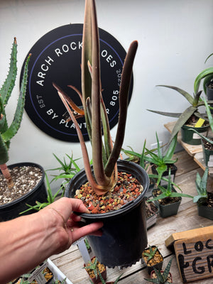 Close-up of Aloe suzannae foliage – thick upright leaves, rare tree aloe grown in Ventura.
