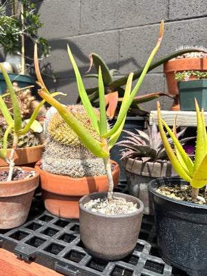 Aloe sabaea