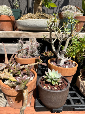 Graptopetalum rusbyi hybrid