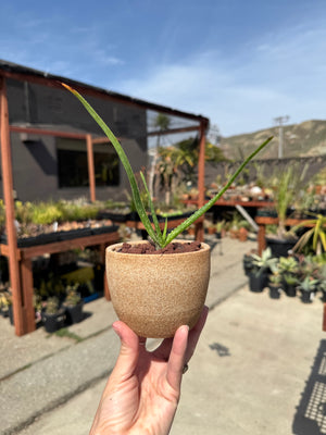 Aloe cooperi x Aloe ngobitensis