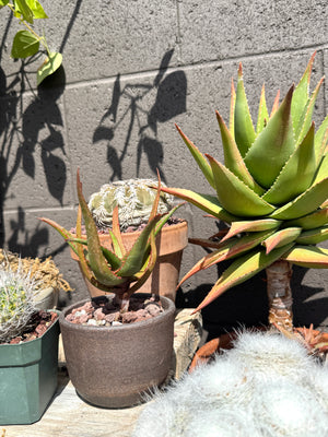 Aloe ‘Guinan’