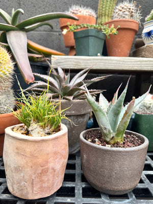 Agave shawii var. goldmaniana