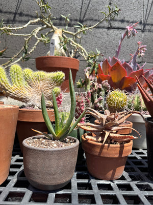 Kumara plicatilis x Aloe excelsa
