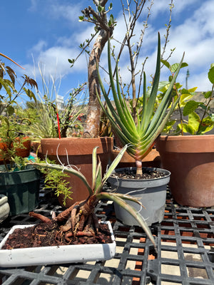Kumara plicatilis x Aloe speciosa specimen