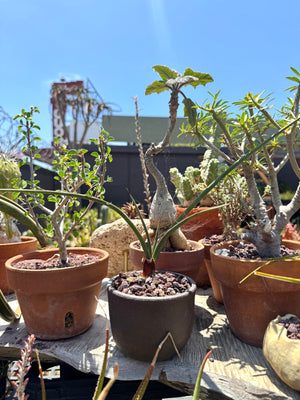 Yucca potosina