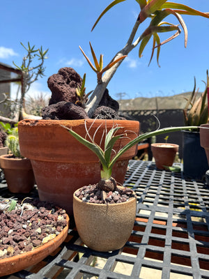 Yucca carnerosana — Seed Grown | Giant Spanish Dagger