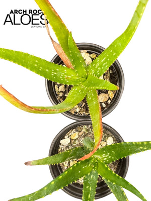 Aloe dawei × Aloe ngobitensis