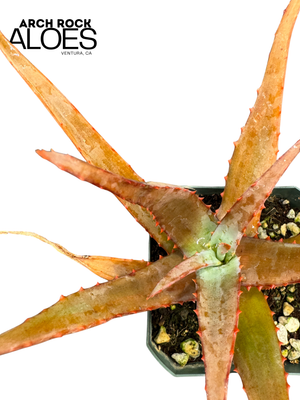 Aloe divaricata hybrids