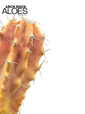 Lophocereus schotti