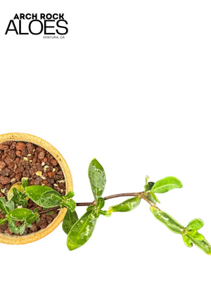 Fockea edulis