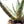 Aloe labworana hybrids