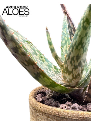 Aloe labworana hybrids