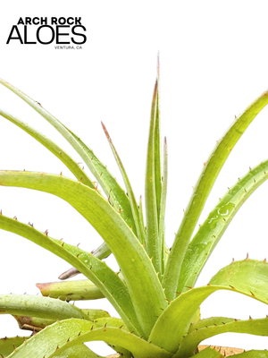 Puya 'Pink Moment'