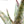 Aloe labworana hybrids