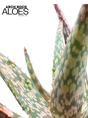Aloe labworana hybrids