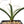 Yucca carnerosana — Seed Grown | Giant Spanish Dagger