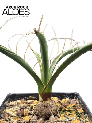 Yucca carnerosana — Seed Grown | Giant Spanish Dagger