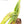 Aloe arenicola x Aloe rubroviolacea — One-Off Specimen