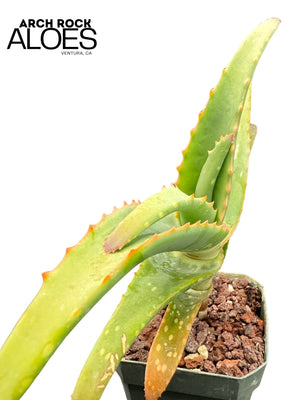Aloe arenicola x Aloe rubroviolacea — One-Off Specimen