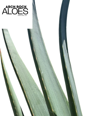 Kumara plicatilis x Aloe speciosa specimen LG