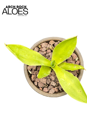 Agave ellemeetiana