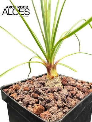 Calibanus hookeri x Beaucarnea