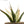 Agave shawii var. goldmaniana seed-grown specimen with broad blue-green foliage in ceramic pot
